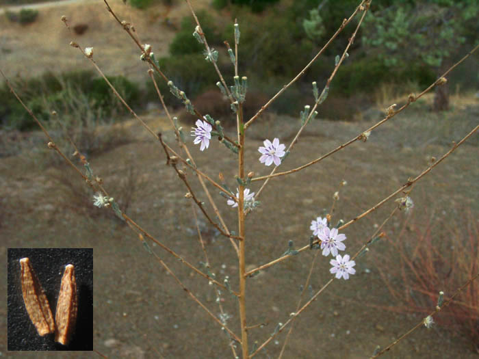 Detailed Picture 4 of Stephanomeria virgata