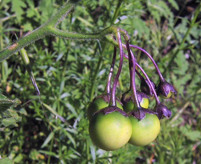 Detailed Picture 3 of Solanum xanti