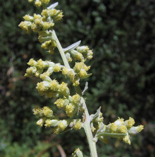 Detailed Picture 3 of Artemisia douglasiana