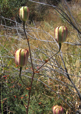 Detailed Picture 7 of Lilium humboldtii ssp. ocellatum