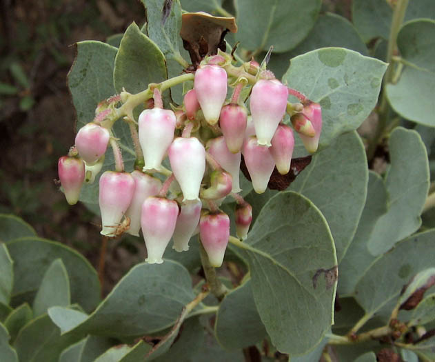 Detailed Picture 1 of Arctostaphylos glauca