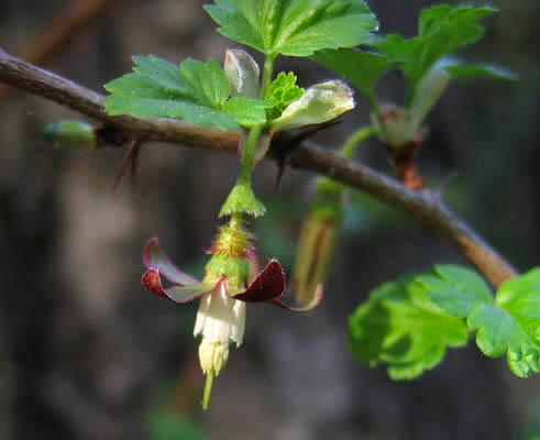 Detailed Picture 2 of Ribes californicum