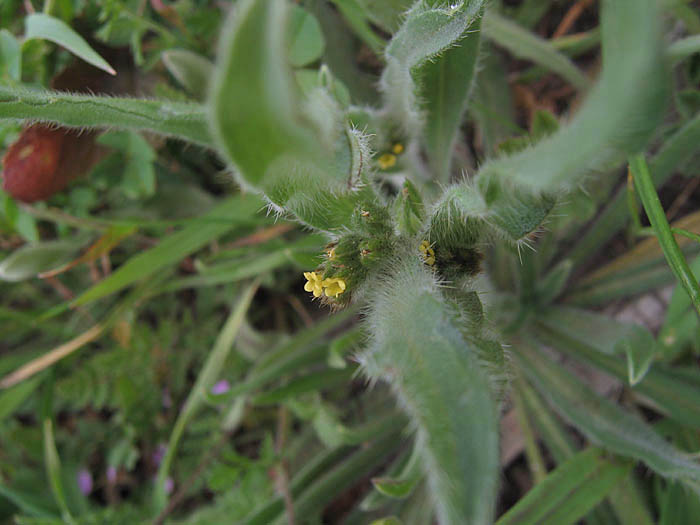 Detailed Picture 3 of Amsinckia menziesii