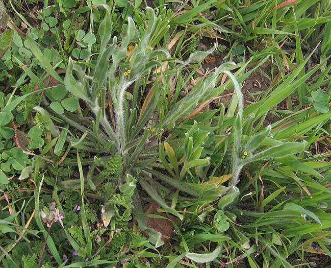 Detailed Picture 4 of Amsinckia menziesii
