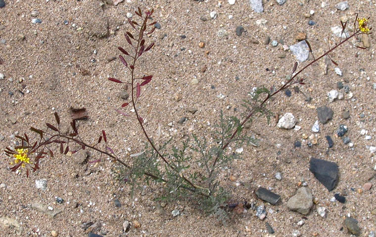 Detailed Picture 5 of Descurainia pinnata ssp. brachycarpa