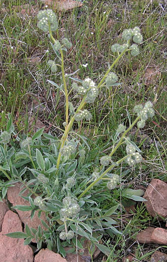 Detailed Picture 6 of Phacelia imbricata ssp. imbricata