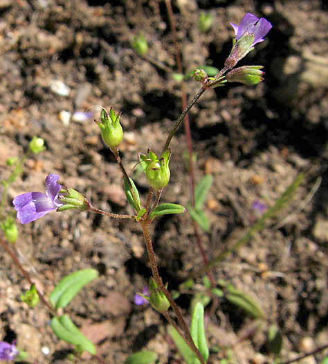 Detailed Picture 5 of Collinsia parryi