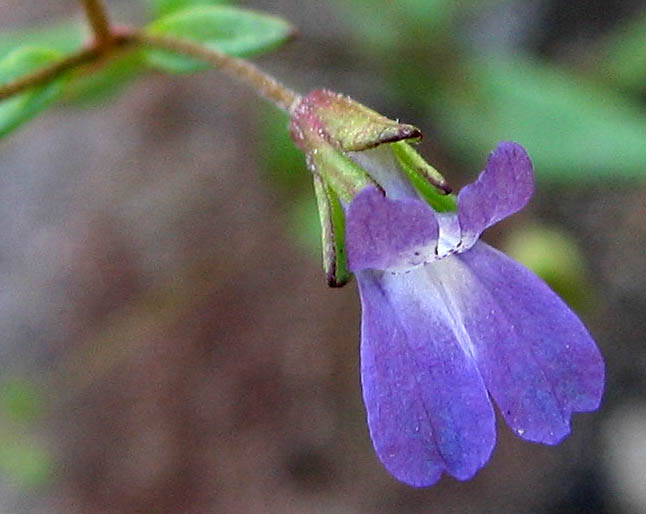 Detailed Picture 2 of Collinsia parryi