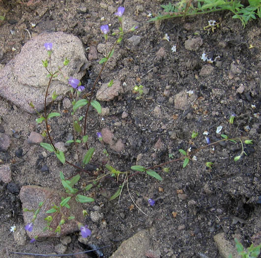 Detailed Picture 6 of Collinsia parryi