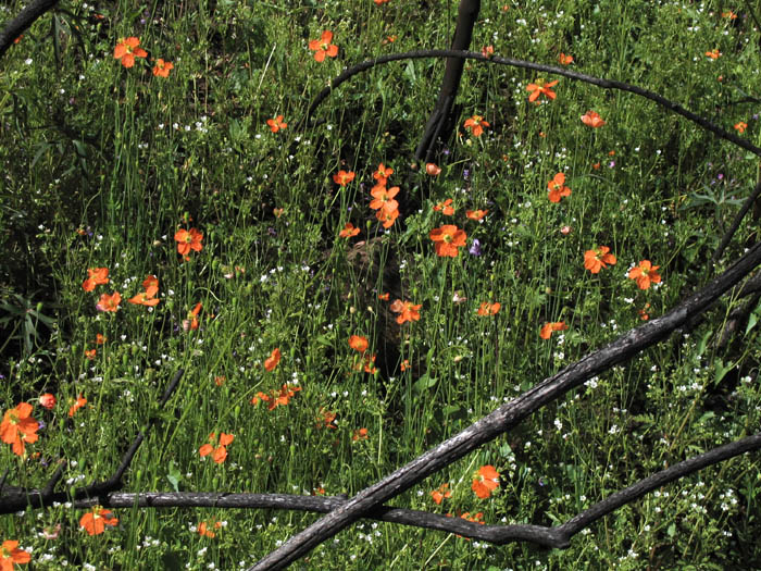 Detailed Picture 6 of Papaver californicum