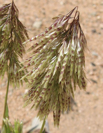 Detailed Picture 3 of Lamarckia aurea