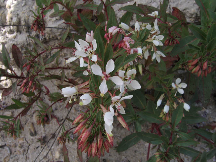 Detailed Picture 2 of Eremothera boothii ssp. decorticans