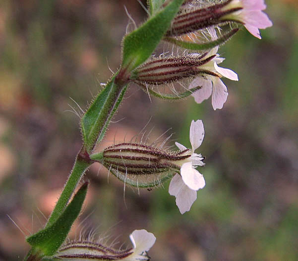Detailed Picture 2 of Silene gallica