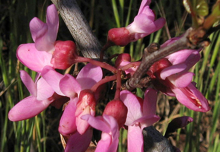 Detailed Picture 1 of Cercis occidentalis