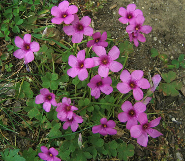 Detailed Picture 2 of Oxalis articulata ssp. rubra