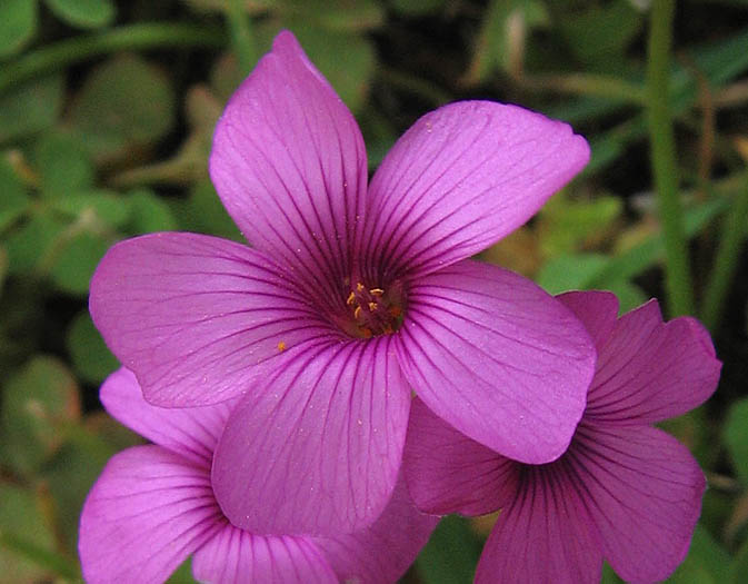 Detailed Picture 1 of Oxalis articulata ssp. rubra