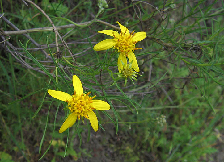 Detailed Picture 3 of Ericameria linearifolia