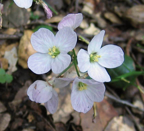 Detailed Picture 2 of Cardamine californica