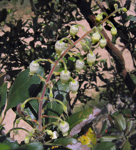 Detailed Picture 2 of Comarostaphylis diversifolia ssp. planifolia