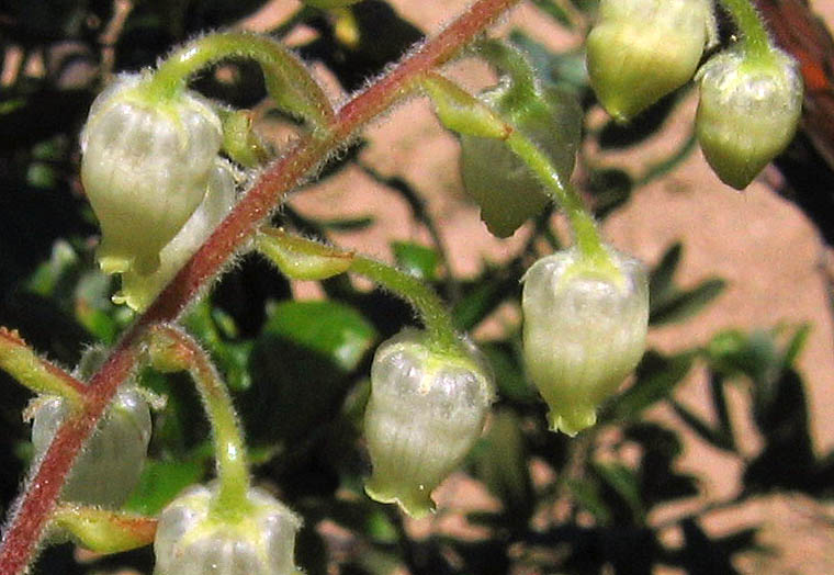 Detailed Picture 1 of Comarostaphylis diversifolia ssp. planifolia