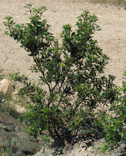 Detailed Picture 3 of Comarostaphylis diversifolia ssp. planifolia