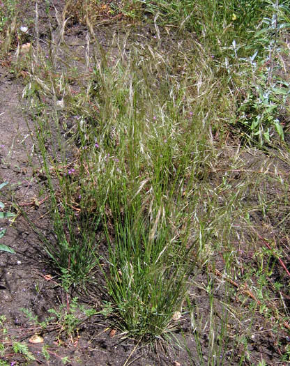 Detailed Picture 2 of Stipa lepida