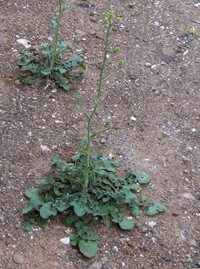 Detailed Picture 2 of Hirschfeldia incana