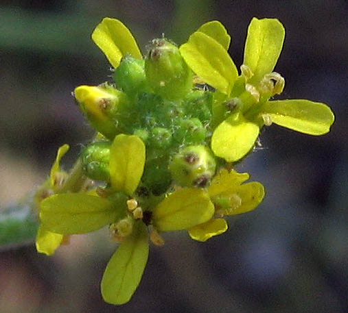 Detailed Picture 1 of Sisymbrium officinale