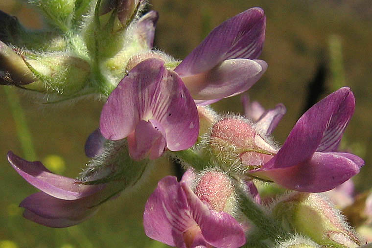 Detailed Picture 1 of Astragalus brauntonii