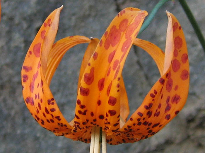 Detailed Picture 2 of Lilium humboldtii ssp. ocellatum