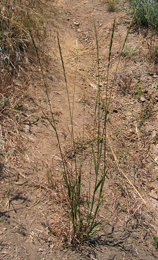 Detailed Picture 4 of Elymus glaucus ssp. glaucus