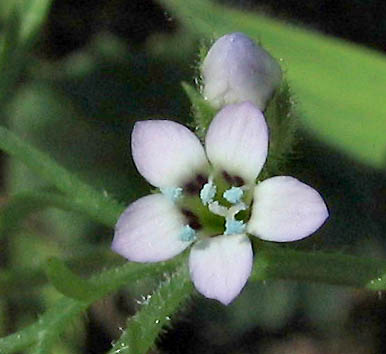 Detailed Picture 1 of Gilia clivorum
