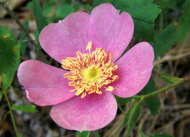 Detailed Picture 2 of Rosa californica