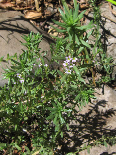 Detailed Picture 3 of Lythrum hyssopifolia