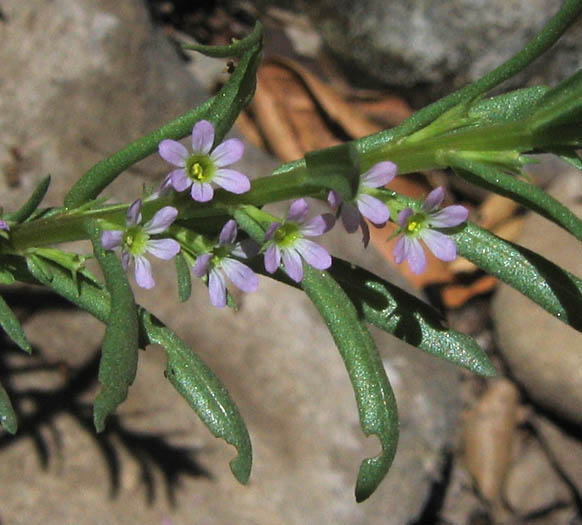 Detailed Picture 1 of Lythrum hyssopifolia