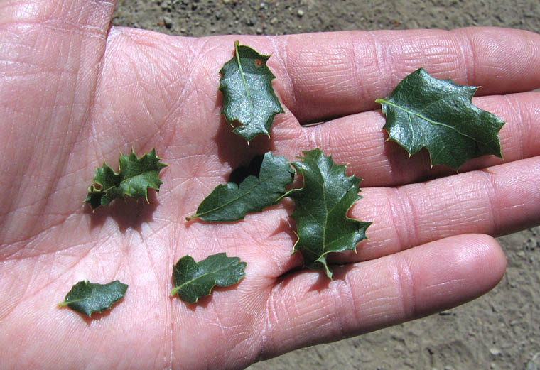 Detailed Picture 7 of Quercus berberidifolia