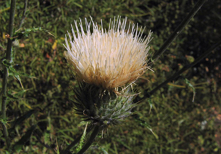 Detailed Picture 4 of Cirsium occidentale var. californicum