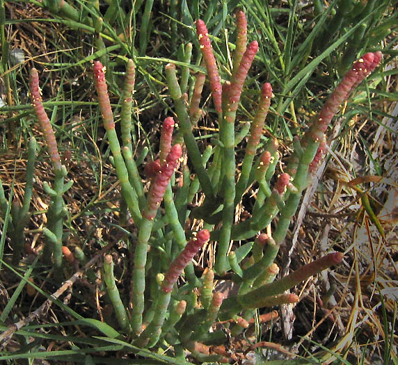 Detailed Picture 3 of Salicornia pacifica