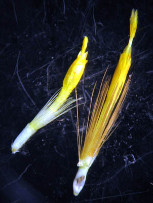 Detailed Picture 6 of Hazardia squarrosa var. grindelioides
