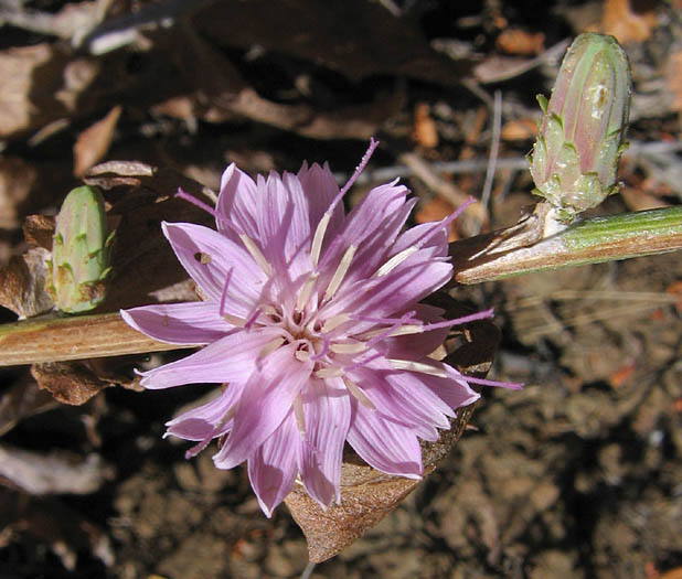 Detailed Picture 2 of Stephanomeria cichoriacea