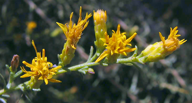 Detailed Picture 1 of Ericameria palmeri var. pachylepis