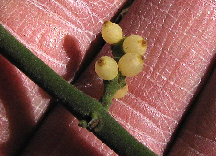 Detailed Picture 6 of Phoradendron leucarpum ssp. tomentosum