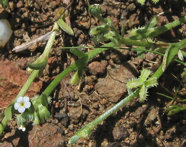 Detailed Picture 4 of Pectocarya linearis ssp. ferocula