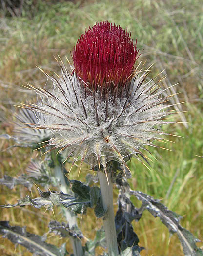 Detailed Picture 1 of Cirsium occidentale var. occidentale