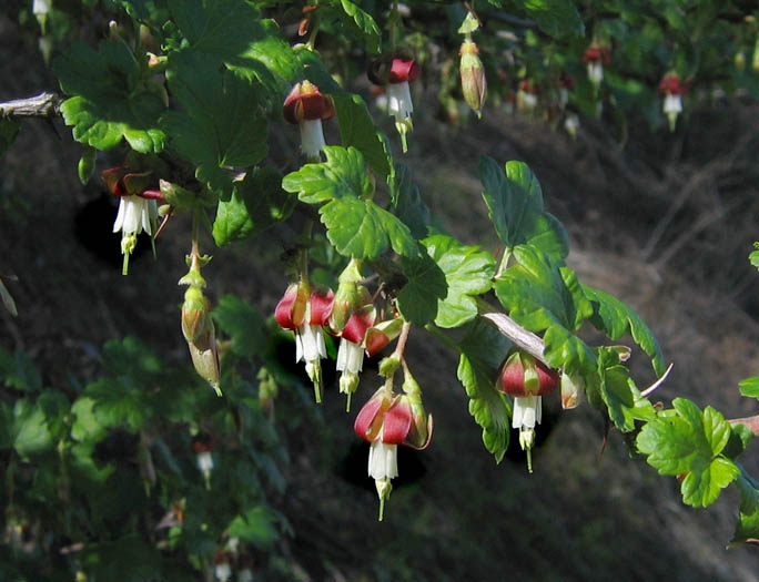 Detailed Picture 3 of Ribes californicum