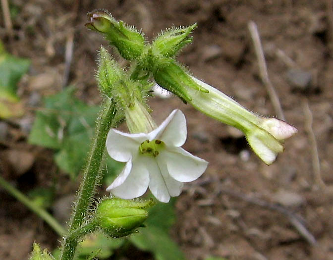 Detailed Picture 2 of Nicotiana clevelandii