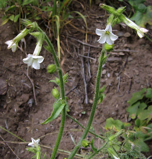 Detailed Picture 3 of Nicotiana clevelandii
