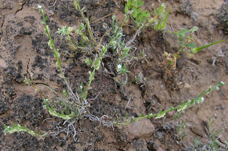 Detailed Picture 5 of Pectocarya linearis ssp. ferocula