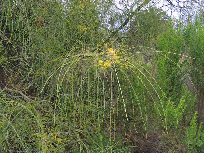 Detailed Picture 4 of Parkinsonia aculeata