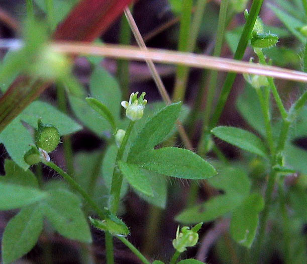 Detailed Picture 3 of Ranunculus hebecarpus